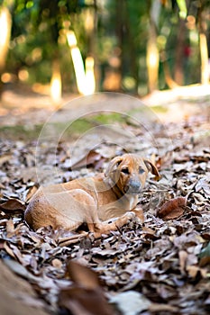 Cute brown dog sleeping, relaxing in leaves in autumn, fall forest. Close-up with copy space.