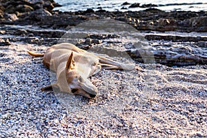 Cute brown dog sunbathing at beach in the summertime during twilight. Lazy dog relaxing and sleeping on sand beach to waiting for