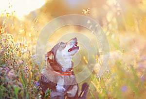 Cute brown dog walks on a clear Sunny meadow and smiles looking at a flying butterfly on a walk on a warm summer day