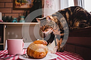 Cute brown domestic cat with looks at food on the table and sniffs the smell of delicious dessert