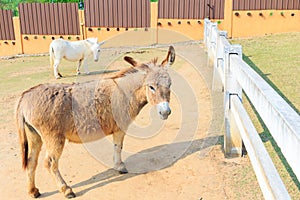 Cute brown donkey.