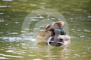 Cute brown duck with a green head cleaning itself, beak stuck in its wings as. Preening her feathers to position them correctly