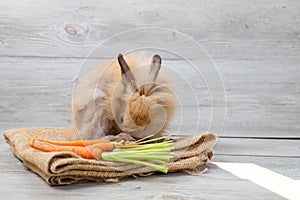 Cute brown easter bunny rabbit on sackcloth with with carrots and wood background