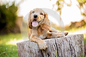 A cute brown English Cocker Spaniel puppy lying on a log in a forest.