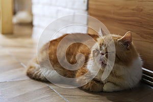 Cute brown Exotic Shorthair cat doze