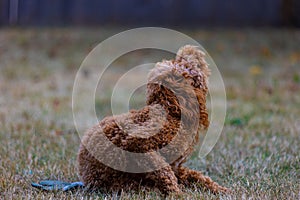 Cute brown fluffy Labradoodle dog lying on the grass in nature