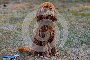 Cute brown fluffy Labradoodle dog sitting on the grass in nature