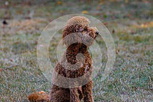 Cute brown fluffy Labradoodle dog sitting on the grass in nature