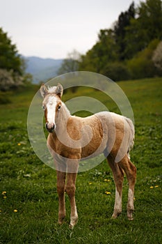 cute brown foal in a green meadow