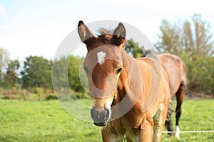 Cute brown foal portrait in summer