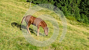 Cute brown foal stands on pasture in field in mountains