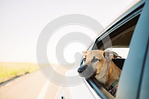 Cute brown Formosan mountain dog looking out of a car window during daytime