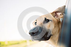 Cute brown Formosan mountain dog looking out of a car window during daytime