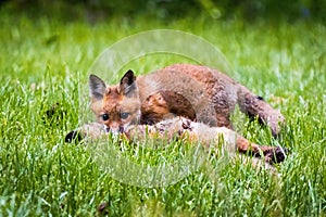 Cute brown fox pup hunting in the wild forest alone