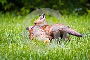 Cute brown fox pup hunting in the wild forest alone