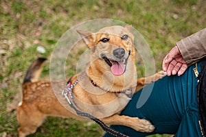 Cute brown foxy faced mongrel dog