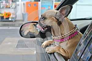 Cute brown French Bulldog dog looking out of open car window