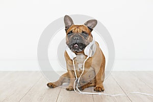 cute brown french bulldog at home and looking at the camera. Funny dog listening to music on white headset. Pets indoors and