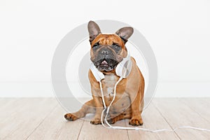 cute brown french bulldog at home and looking at the camera. Funny dog listening to music on white headset. Pets indoors and