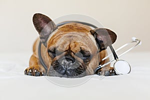 Cute brown french bulldog lying on the floor at home. Wearing a veterinarian stethoscope. Pets care and veterinarian concept