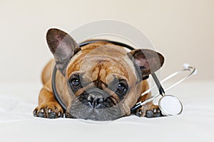 Cute brown french bulldog lying on the floor at home. Wearing a veterinarian stethoscope. Pets care and veterinarian concept