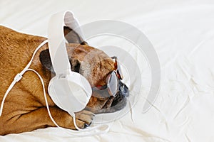 Cute brown french bulldog sitting on the bed at home and looking at the camera. Funny dog listening to music on white headset.