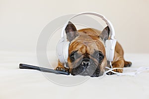 Cute brown french bulldog sitting on the bed at home and looking at the camera. Funny dog listening to music on white headset.