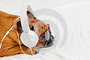 cute brown french bulldog sitting on the bed at home and looking at the camera. Funny dog listening to music on white headset.