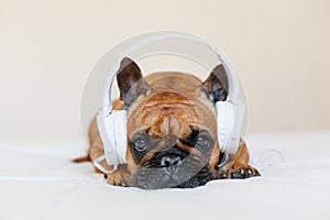 cute brown french bulldog sitting on the bed at home and looking at the camera. Funny dog listening to music on white headset.