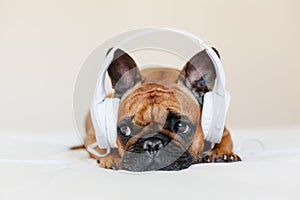 cute brown french bulldog sitting on the bed at home and looking at the camera. Funny dog listening to music on white headset.