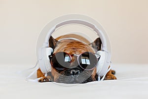 cute brown french bulldog sitting on the bed at home and looking at the camera. Funny dog listening to music on white headset.