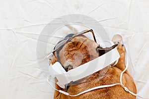 cute brown french bulldog sitting on the bed at home and looking at the camera. Funny dog listening to music on white headset.