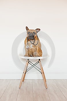 Cute brown french bulldog sitting on a chair at home. Wearing a veterinarian stethoscope. Pets care and veterinarian concept