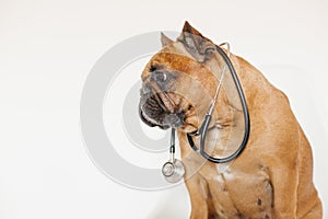 Cute brown french bulldog sitting on a chair at home. Wearing a veterinarian stethoscope. Pets care and veterinarian concept