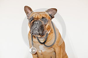 Cute brown french bulldog sitting on a chair at home. Wearing a veterinarian stethoscope. Pets care and veterinarian concept