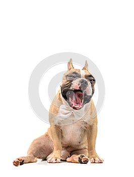 Cute brown french bulldog yawning isolated on white