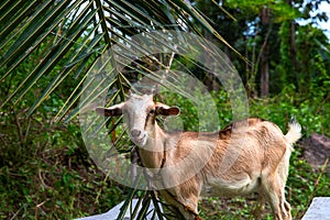 Cute brown goat on palm leaf background. South Asia village rural scene. Cute goat in tropical environment