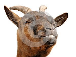 Cute brown goat's grin