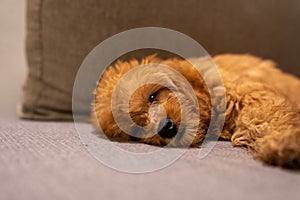 Cute brown goldendoodle on a comfortable couch