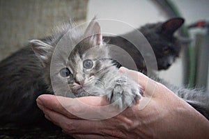 cute brown grey gray tabby kitten in the arms of the mistress