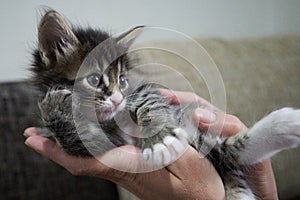 cute brown grey gray tabby kitten in the arms of the mistress