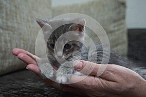 cute brown grey gray tabby kitten in the arms of the mistress