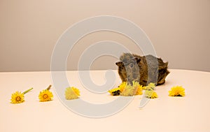 Cute brown guinea pig eat the dandelion flower