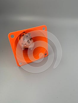 Cute brown hamster inside of an orange cone