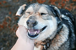 cute brown happy dog petting a human hand behind the ear in the Sunny garden on the street