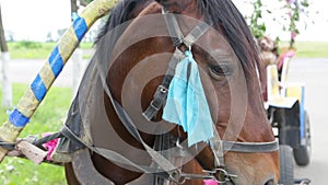 Cute brown horse with black hair in bridle and colorful ribbons turns head. Animal stay on green summer glade