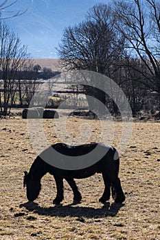 Cute brown horse pasturing on a brown meadow field on leafless forest background