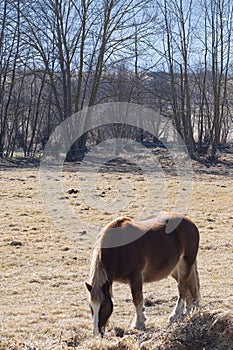 Cute brown horse pasturing on a brown meadow field on leafless forest background