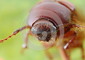 Cute Brown June Beetle phyllophaga