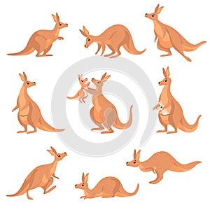 Roztomilý hnedý klokan sada klokan austrálsky zviera znak v odlišný predstavuje vektor ilustrácie 